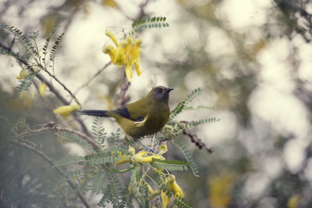 Bellbird in kowhai