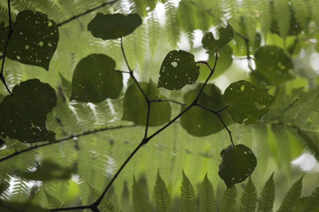 Kawakawa 3