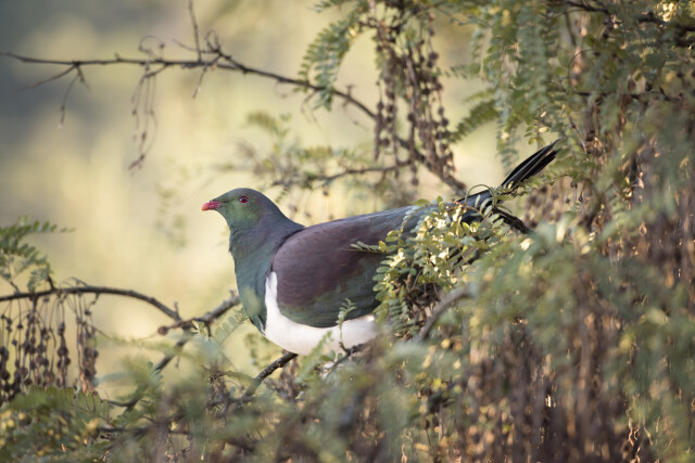 Kereru in Kowhai