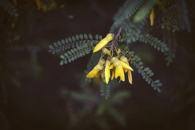 Kowhai