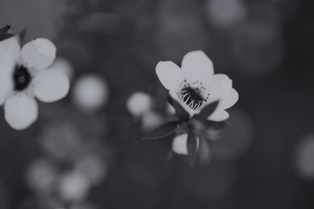Manuka - black & white