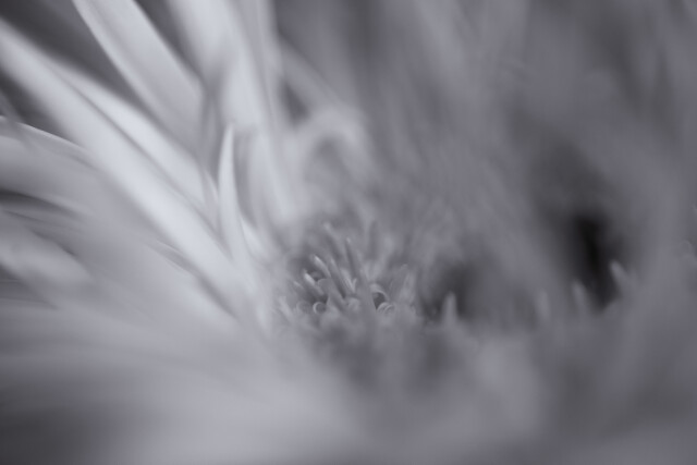 Black & White Daisy