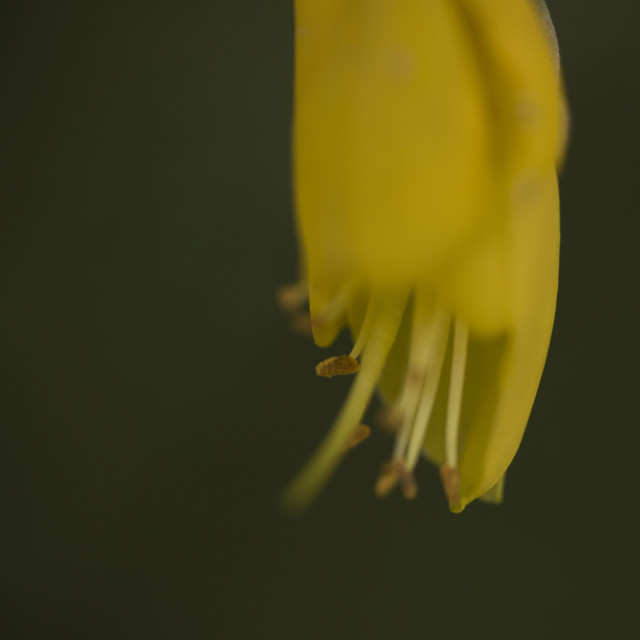 Kowhai squared