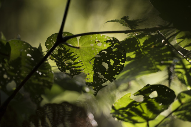 Kawakawa