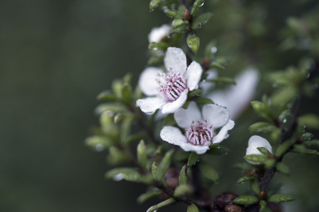 Frozen Manuka