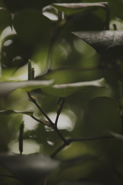 Kawakawa 2