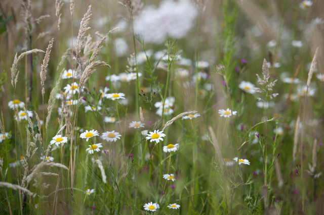 wildflower
