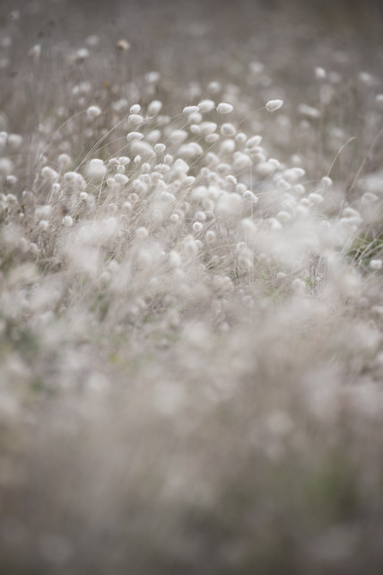 Soft