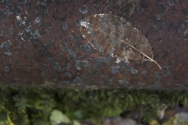 Skeleton Leaf