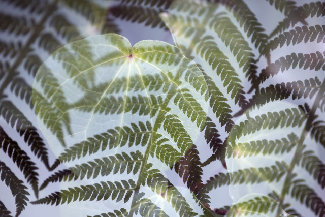 Kawakawa & fern double
