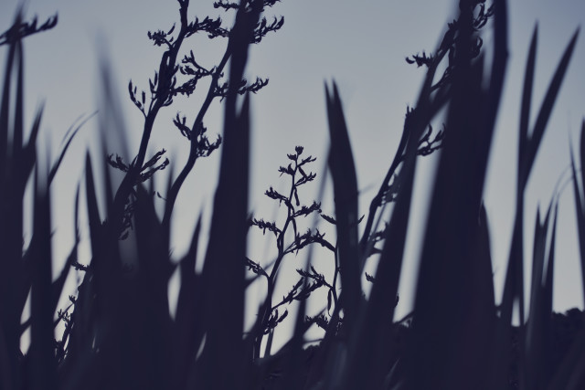 Flax - black & white
