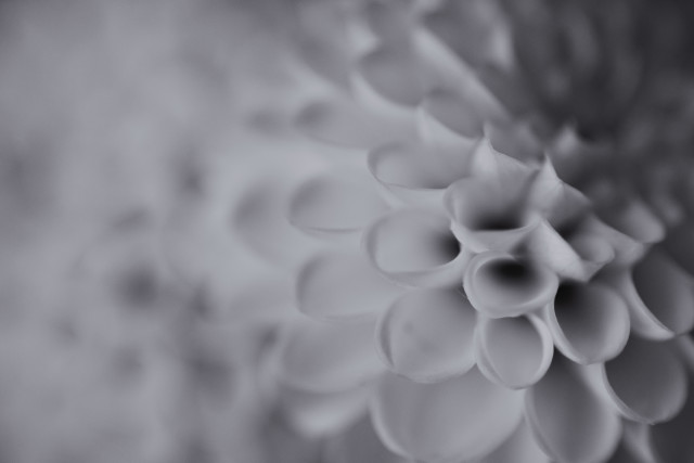 Black & White Dahlia