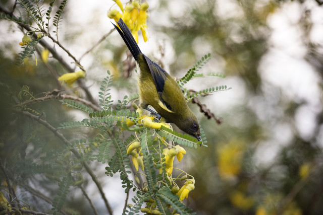 Bellbird 2