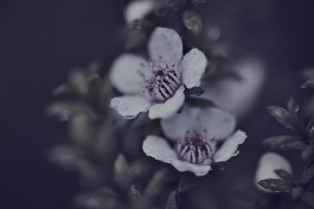 Manuka