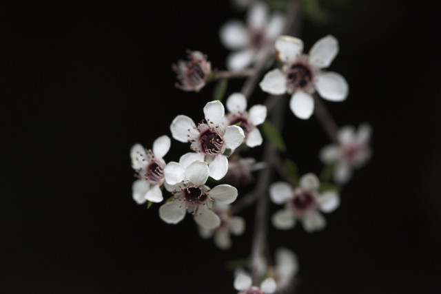Manuka 2