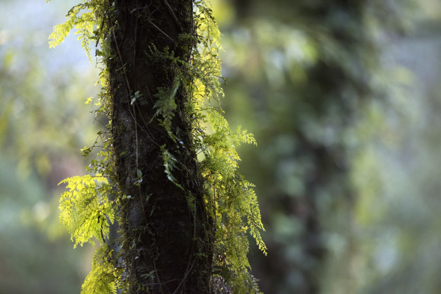 Climbing ferns
