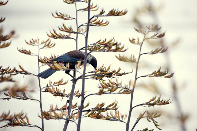 Tui