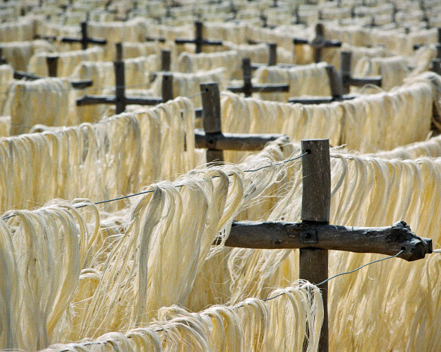 Drying Sisal (colour)