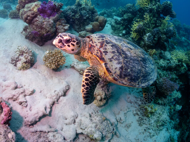 turtle-1