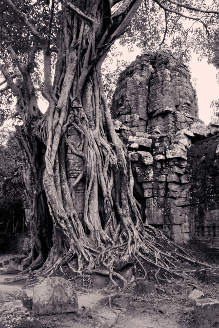 Silk Tree Roots - 2