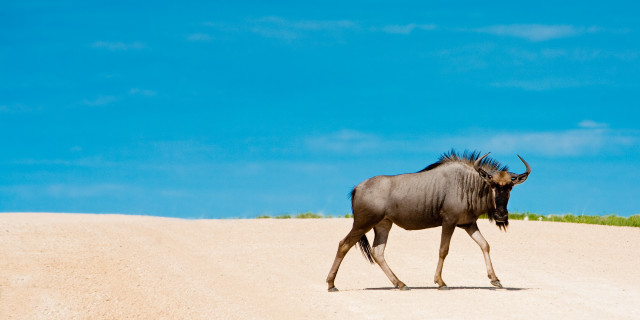 Namibian Crossing