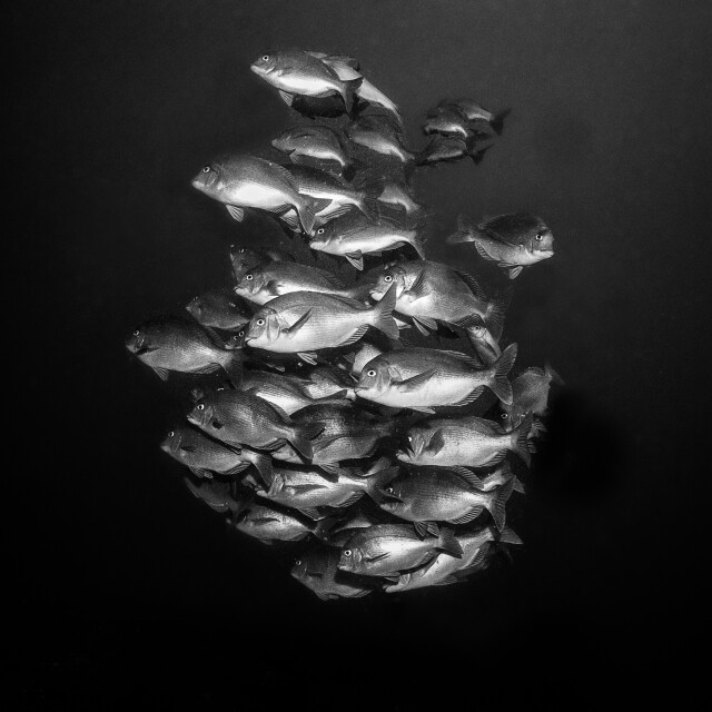 Shoaling Sea Bream