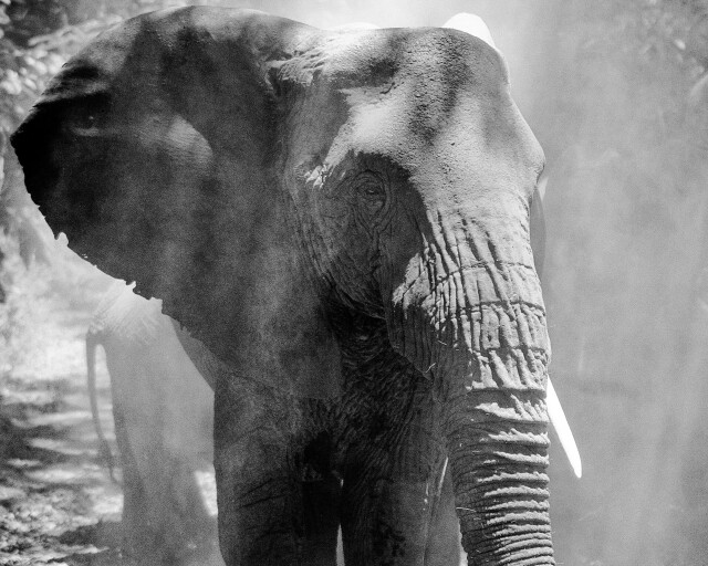 Elephant Dustbath