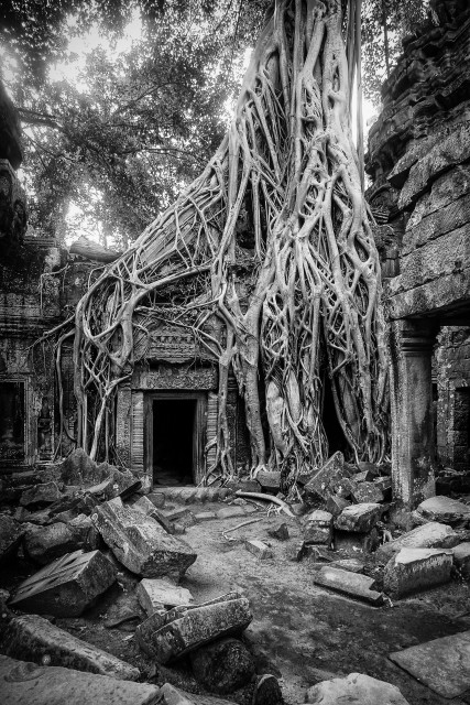 Silk Tree Roots - 3