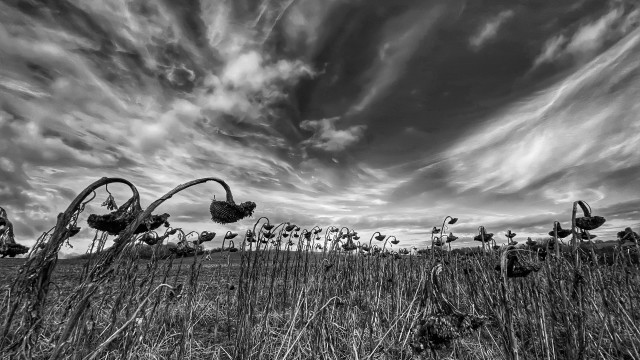 Dying Sunflower Field