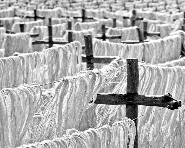Drying Sisal (monochrome)