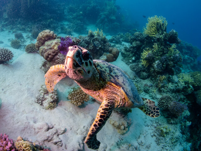turtle-2