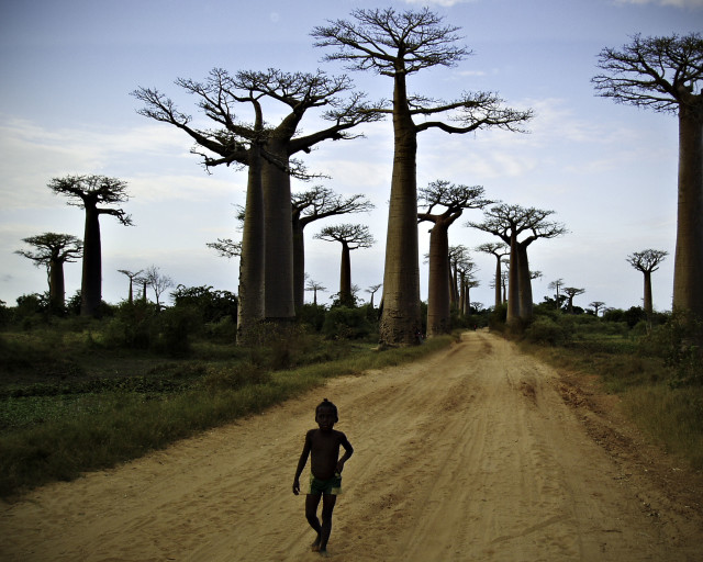 Madagascar Baobabs