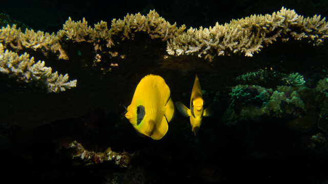 Blue Cheeked Butterflyfish, Red Sea, Egypt