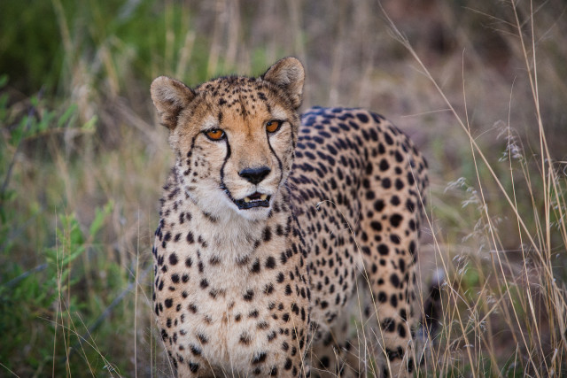 Namibian Cheetah