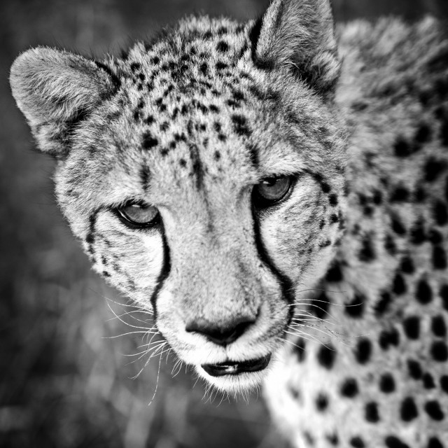 Cheetah Portrait in Monochrome