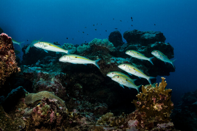 Goat Fish shoal