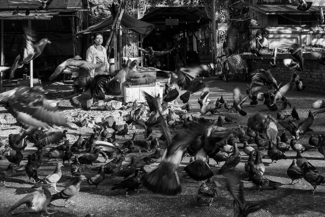 Pigeon Feeding Frenzy