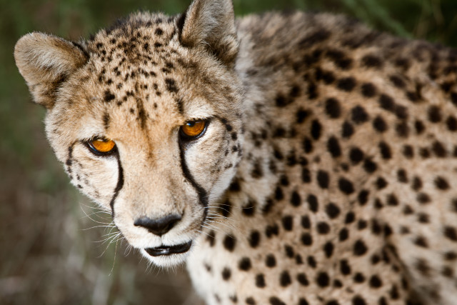 Cheetah Portrait