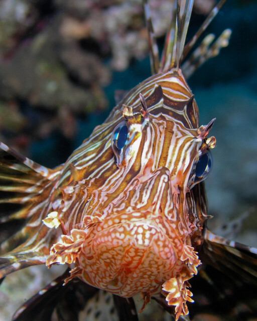 Lionfish portrait
