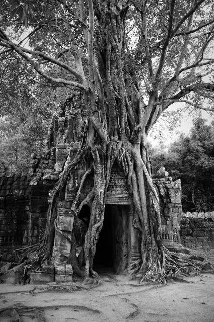 Silk Tree Roots - 1