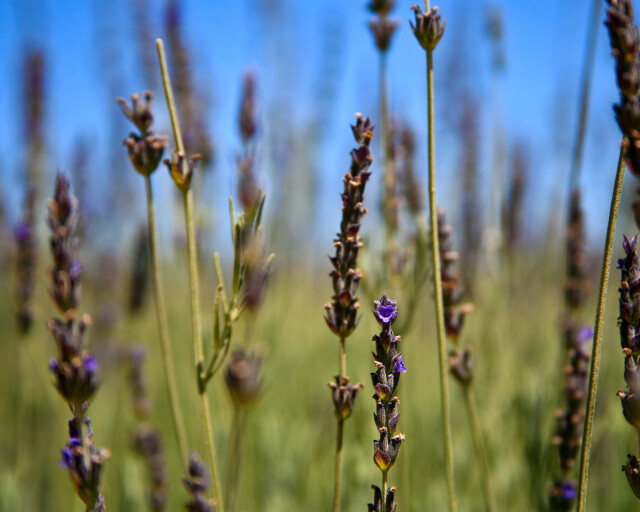Lavender