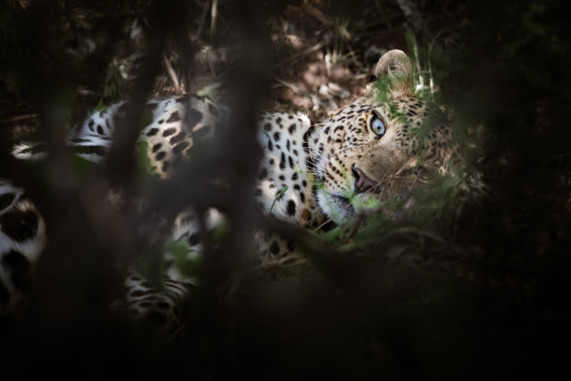 Leopard Eye