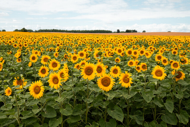 Tournesol Field / France