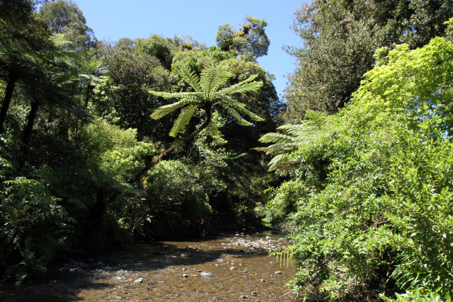 Maungamuka Gorge