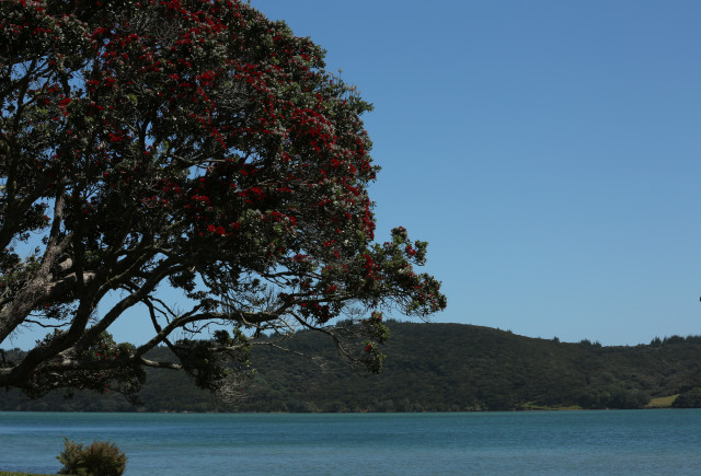 Pohutakawa Houhora