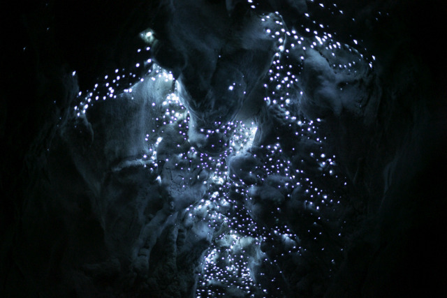 Glow worms 2