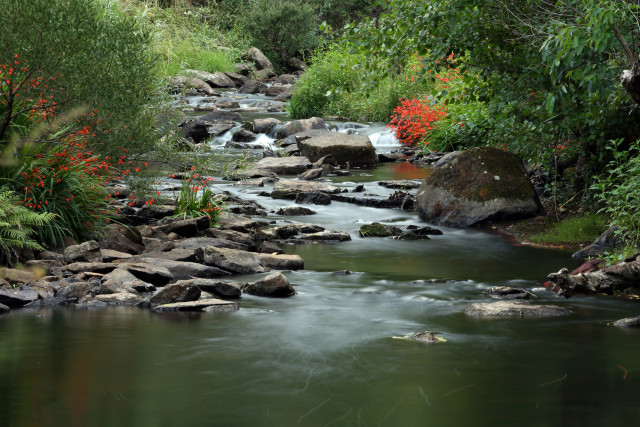 Kerikeri Stream
