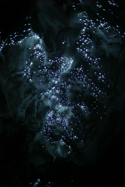 Glowworms