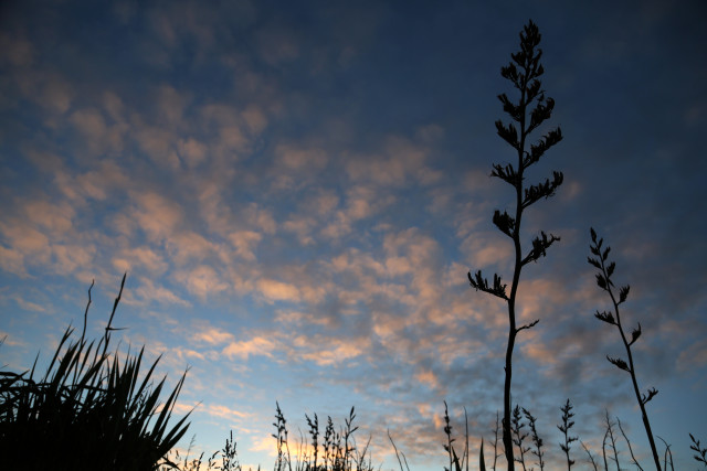 Flax Sunset