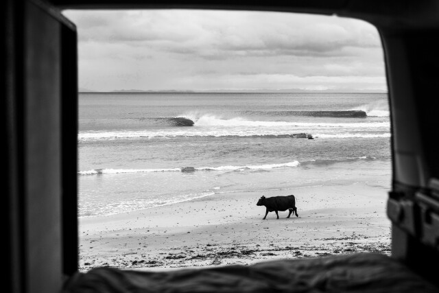 Vector